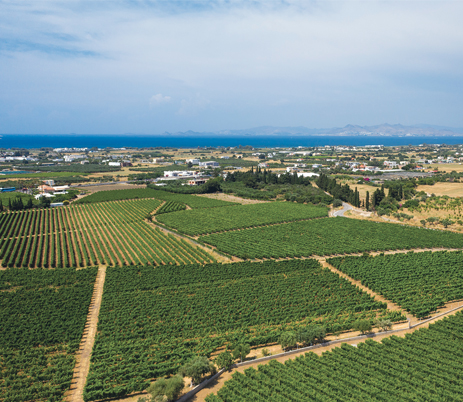 Koan Vineyards